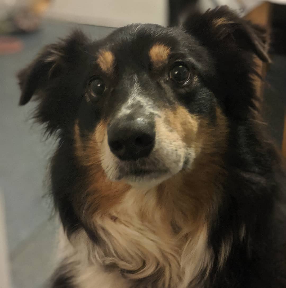 A photo of a Border Collie dog, named Ollie.